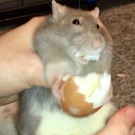 Egg the Boiled